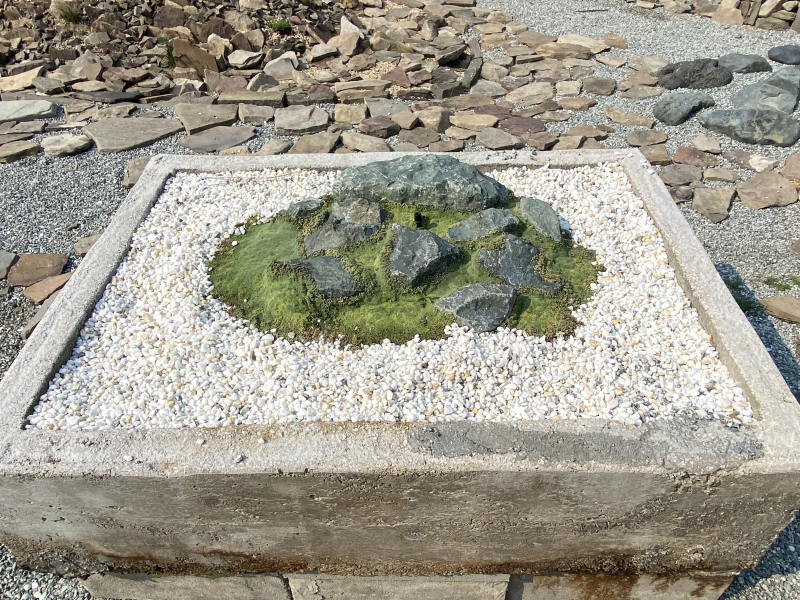 a Japanese-inspired planting a Japanese-inspired planting