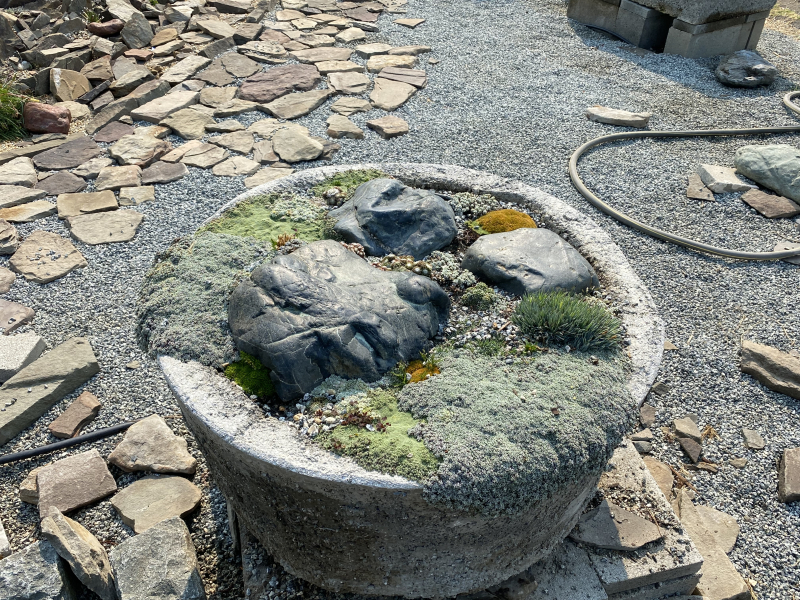 a mosaic of alpines a mosaic of alpines