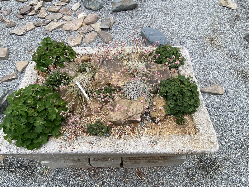 Trough featuring North American alpines Trough featuring North American alpines