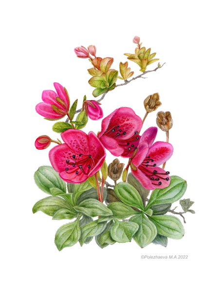 Botanical illustration of Therorhodion camtschaticum Botanical illustration of Therorhodion camtschaticum