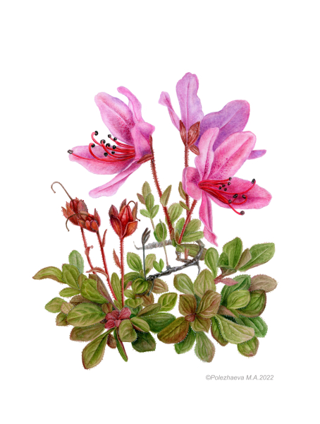 Botanical illustration of Therorhodion glandulosum Botanical illustration of Therorhodion glandulosum