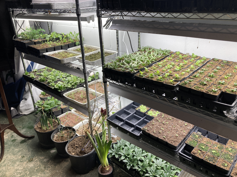 My basement grow light set up. My basement grow light set up.