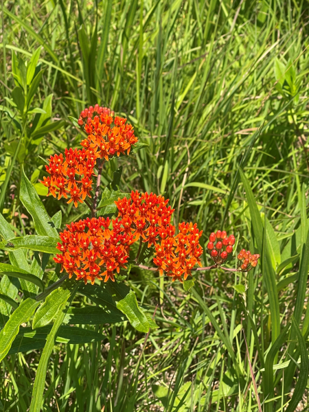 Asclepias tuberosa Asclepias tuberosa