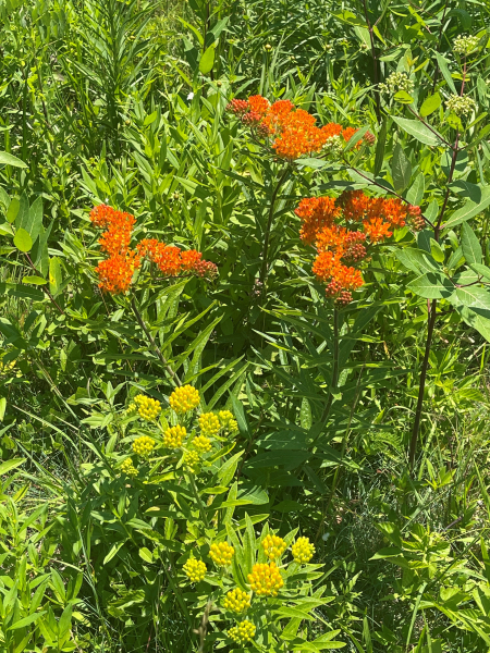 Asclepias tuberosa Asclepias tuberosa