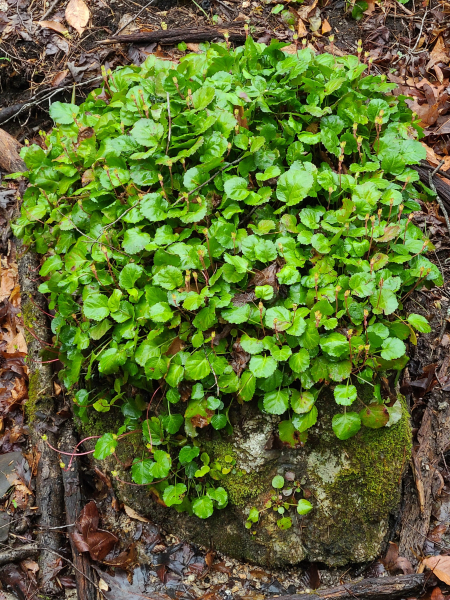 Shortia galacifolia Shortia galacifolia