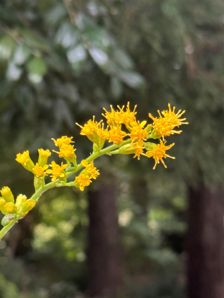 Solidago faucibus Solidago faucibus