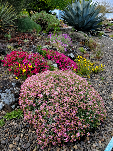 Views of Kathy’s garden Views of Kathy’s garden