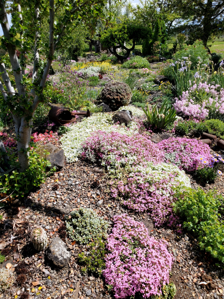 Views of Kathy’s garden Views of Kathy’s garden