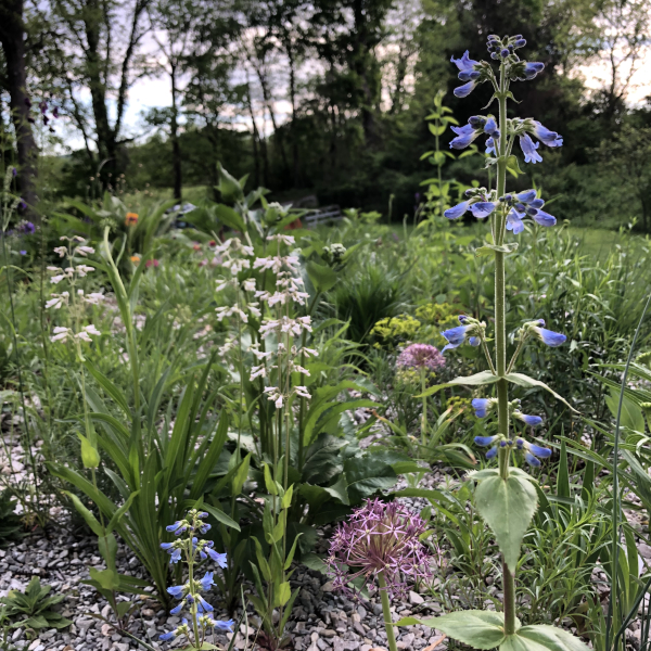 Penstemon ovatus with Penstemon pallidus Penstemon ovatus with Penstemon pallidus