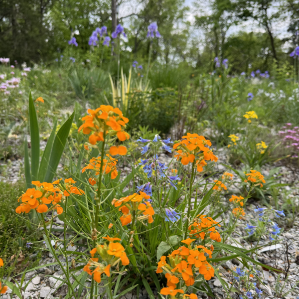 Cheiranthus x allionii with Penstemon ovatus Cheiranthus x allionii with Penstemon ovatus