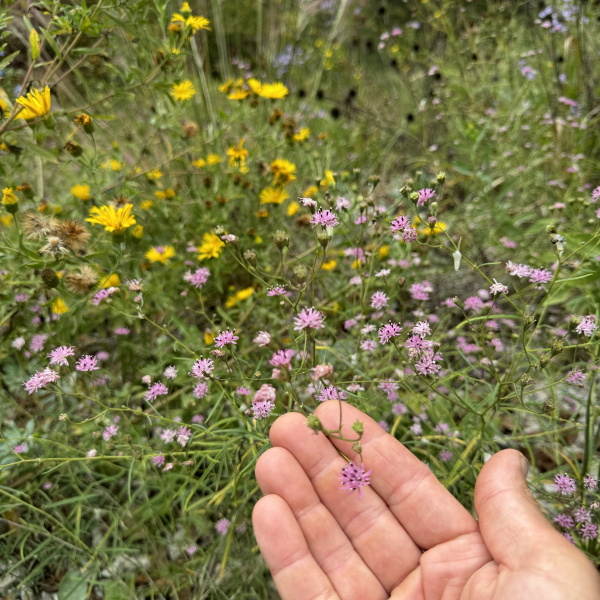 Palafoxia callosa, an underused late blooming native annual Palafoxia callosa, an underused late blooming native annual