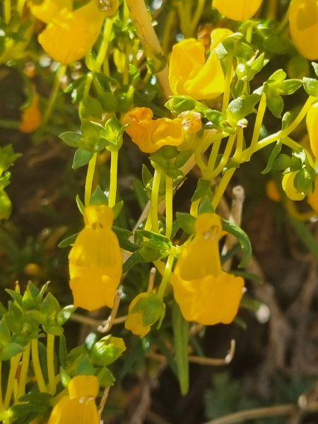 Close view of the flowers of Calceolaria hypericina Close view of the flowers of Calceolaria hypericina