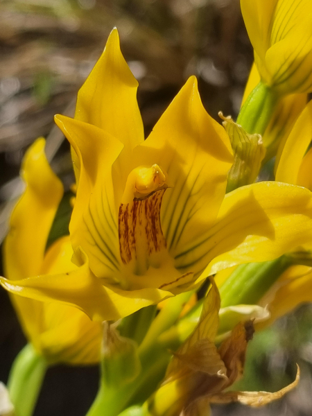 Chloraea alpina Chloraea alpina