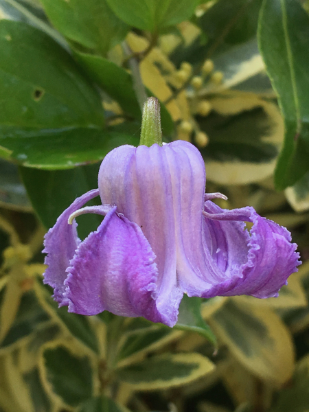 Clematis crispa Photo courtesy of the Friends of Rogerson Clematis Collection Archives Clematis crispa Photo courtesy of the Friends of Rogerson Clematis Collection Archives