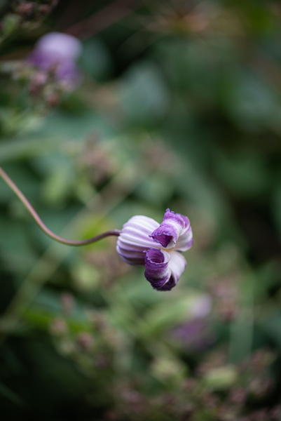 Clematis crispa Photo by Alla Olkhovska Clematis crispa Photo by Alla Olkhovska