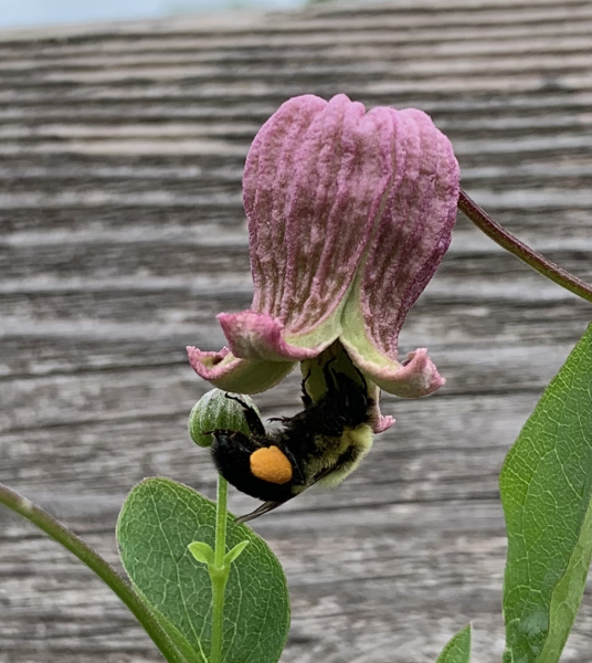 Form of Clematis pitcheri from Sangamon County, Illinois Form of Clematis pitcheri from Sangamon County, Illinois
