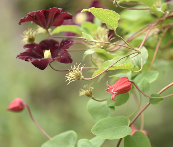 Clematis texensis with a large-flowered clematis hybrid Photo by Alla Olkhovska Clematis texensis with a large-flowered clematis hybrid Photo by Alla Olkhovska