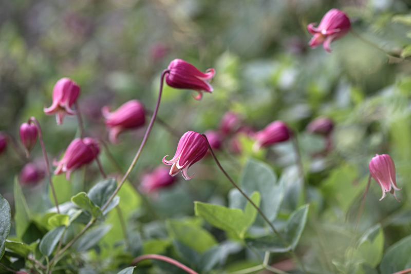 Clematis texensis Photo by Alla Olkhovska Clematis texensis Photo by Alla Olkhovska