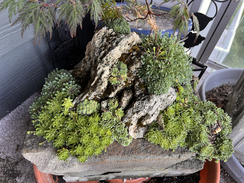 A diverse collection of saxifrages. A diverse collection of saxifrages.