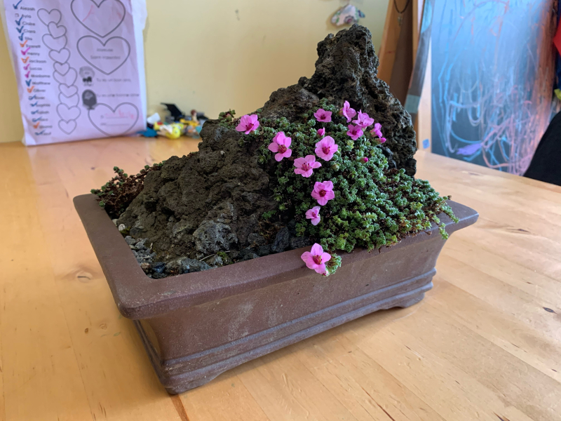 Saxifraga oppositifolia Saxifraga oppositifolia