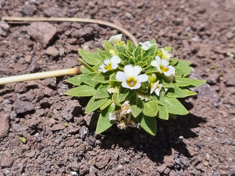Viola subandina Viola subandina