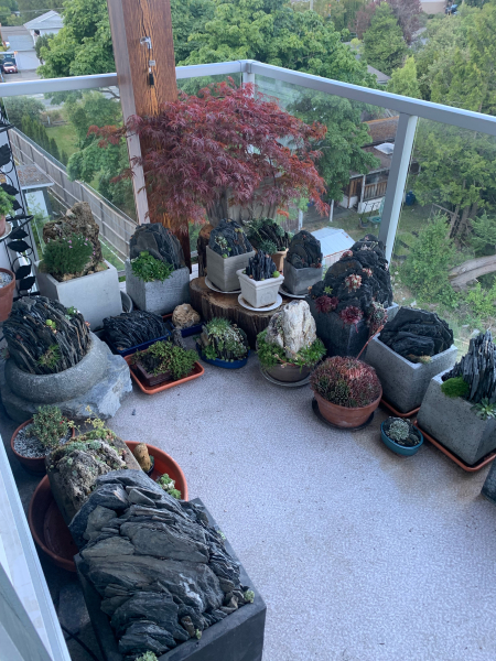 Taller pots and a Japanse maple provide shade for heat-sensitive plantings. Taller pots and a Japanse maple provide shade for heat-sensitive plantings.