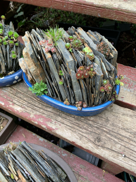 Dramatic crevices in a shallow bonsai container. Dramatic crevices in a shallow bonsai container.