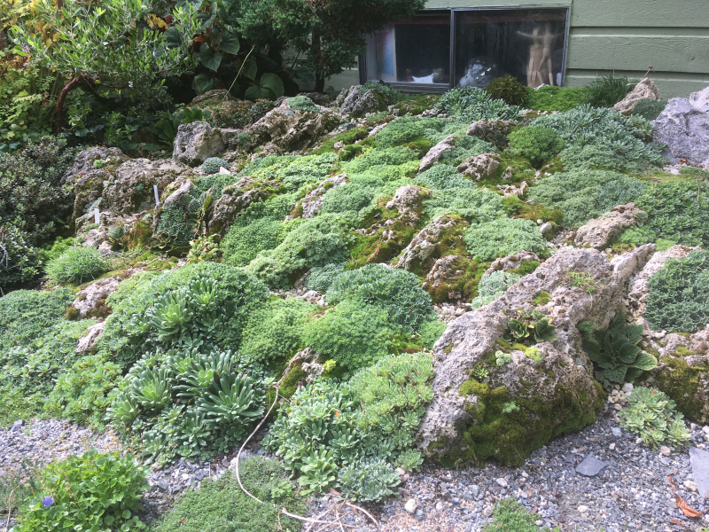 A postage-stamp sized garden, packed with plants. A postage-stamp sized garden, packed with plants.