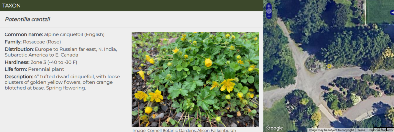 Screenshot of a plant record from the Garden Explorer website. Screenshot of a plant record from the Garden Explorer website.