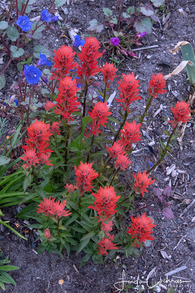 An unknown, possibly hybrid, castilleja seedling in the author’s garden. An unknown, possibly hybrid, castilleja seedling in the author’s garden.