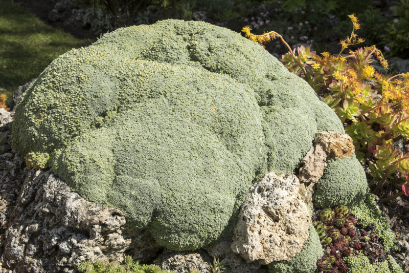 Arenaria tetraquetra Arenaria tetraquetra