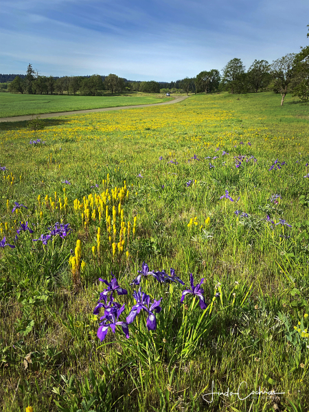 Castilleja levisecta at Finley Wildlife Refuge, near Corvallis, Oregon Castilleja levisecta at Finley Wildlife Refuge, near Corvallis, Oregon