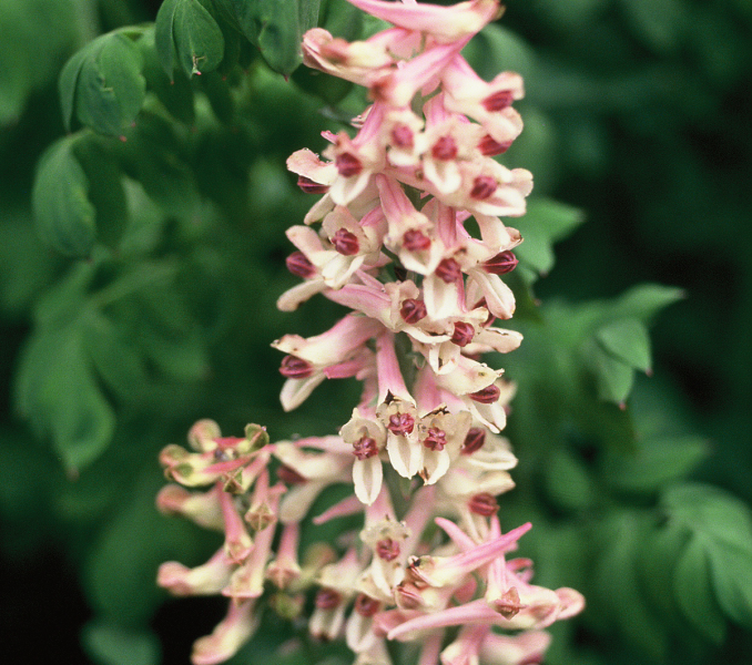 Corydalis caseana subsp. brandegeei Corydalis caseana subsp. brandegeei