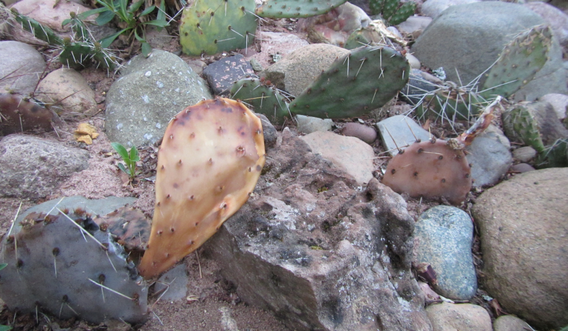A winter-killed Opuntia pad. A winter-killed Opuntia pad.