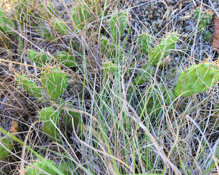 Opuntia fragilis growing through the prairie grasses. Opuntia fragilis growing through the prairie grasses.