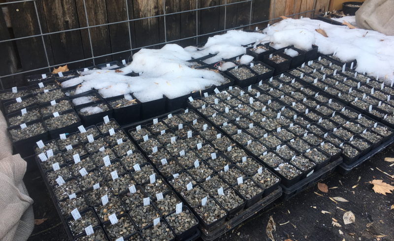 A backyard seed pot area can be as simple as a scrap of geotextile (or ground cloth) in the north shadow of a fence where snow accumulates. A backyard seed pot area can be as simple as a scrap of geotextile (or ground cloth) in the north shadow of a fence where snow accumulates.