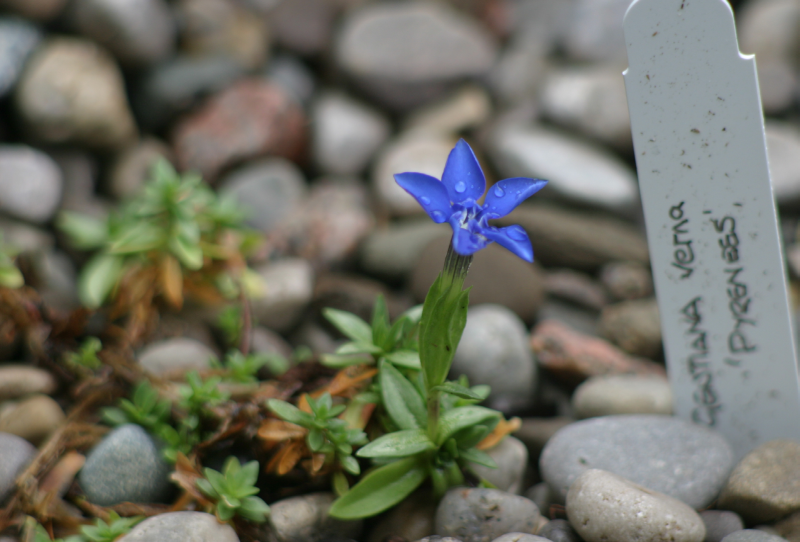 Gentiana verna ‘Pyrenees’ blooming in the author’s garden. Gentiana verna ‘Pyrenees’ blooming in the author’s garden.