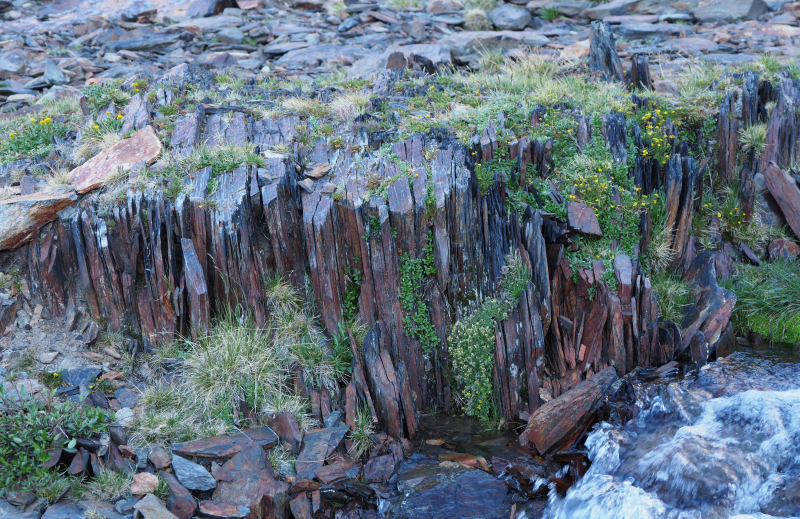 An inspirational natural crevice garden in the upper Parker creek drainage, with the snow willow (Salix nivalis) An inspirational natural crevice garden in the upper Parker creek drainage, with the snow willow (Salix nivalis)