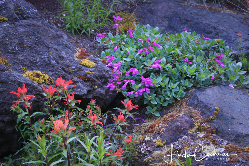 Self-sown castillejas with companion plants in the author’s garden Self-sown castillejas with companion plants in the author’s garden