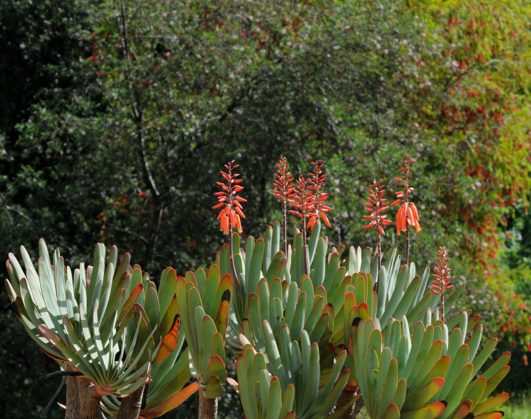 Image from William Robinson’s Alpine Flowers for Gardens , critiquing the rock gardens at Kew and garden styles which he describes as “hideous piles of rubbish.” Image from William Robinson’s Alpine Flowers for Gardens , critiquing the rock gardens at Kew and garden styles which he describes as “hideous piles of rubbish.”