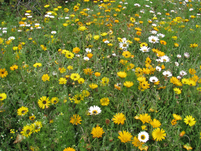 Views of the Royal Botanic Garden, Ediburgh’s rock garden circa 1877. Images courtesy of the RBGE archives. Views of the Royal Botanic Garden, Ediburgh’s rock garden circa 1877. Images courtesy of the RBGE archives.