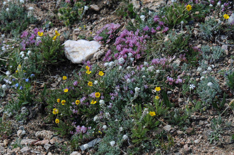 Cryptantha sericea Cryptantha sericea