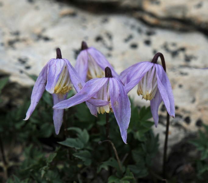 Paronychia depressa Paronychia depressa