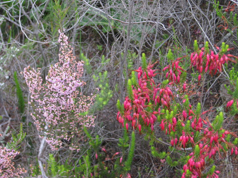 Artemisia tridentata Artemisia tridentata