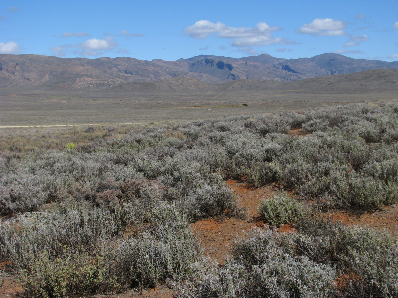 Lithospermum incisum Lithospermum incisum
