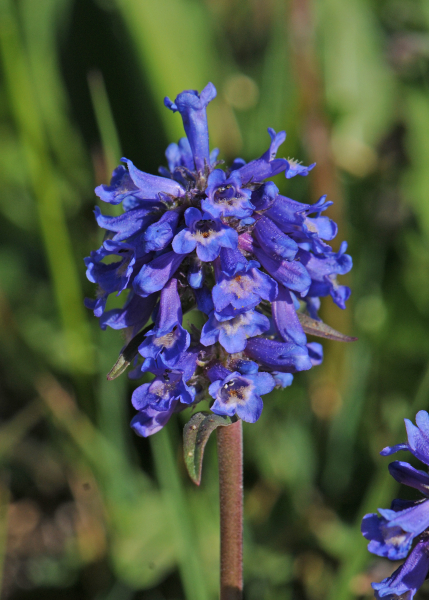 Castilleja linariifolia Castilleja linariifolia