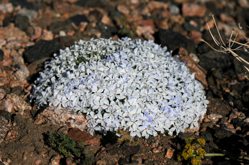 Lewisia rediviva Lewisia rediviva