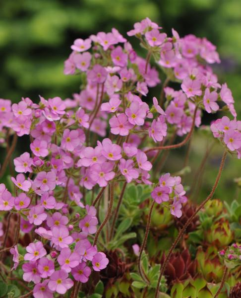 Androsace sarmentosa