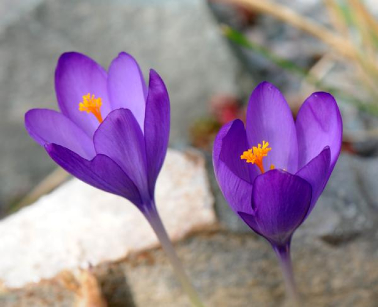 Crocus nudiflorus