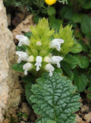 Dracocephalum heterophyllum; photo by Todd Boland